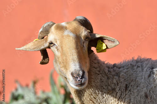 Portrait of a sheep with a nice orange background
