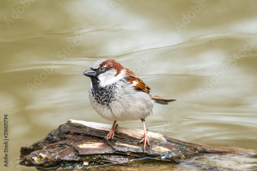 hidden sparrow in tree branches focus bokeh summer spring bird flying common city urban cute small brown golden