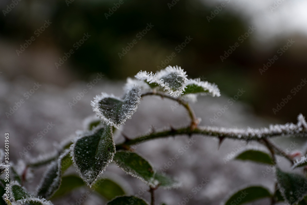 frozen roses leaves frozen roses leaves