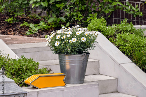 Bush of blooming daisies is planted in metal bucket. A bucket stands on white concrete steps. Orange arrow, pointer. Close-up. Selective focus.