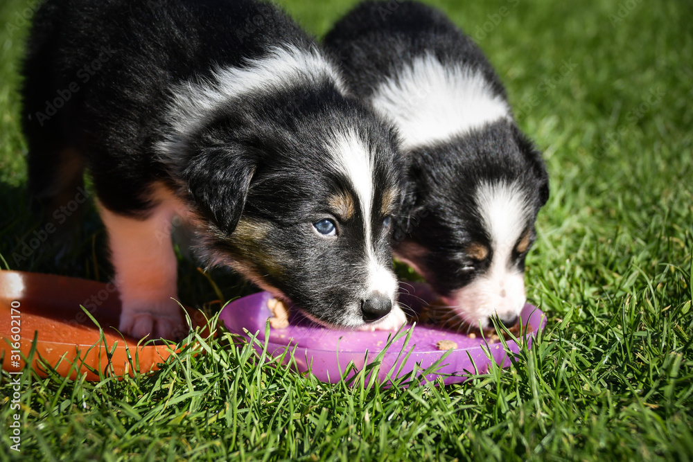 Puppies of border collie are playing together. They love this playing. After it they are tired. Puppies of border collie are playing together. They love this playing. After it they are tired.