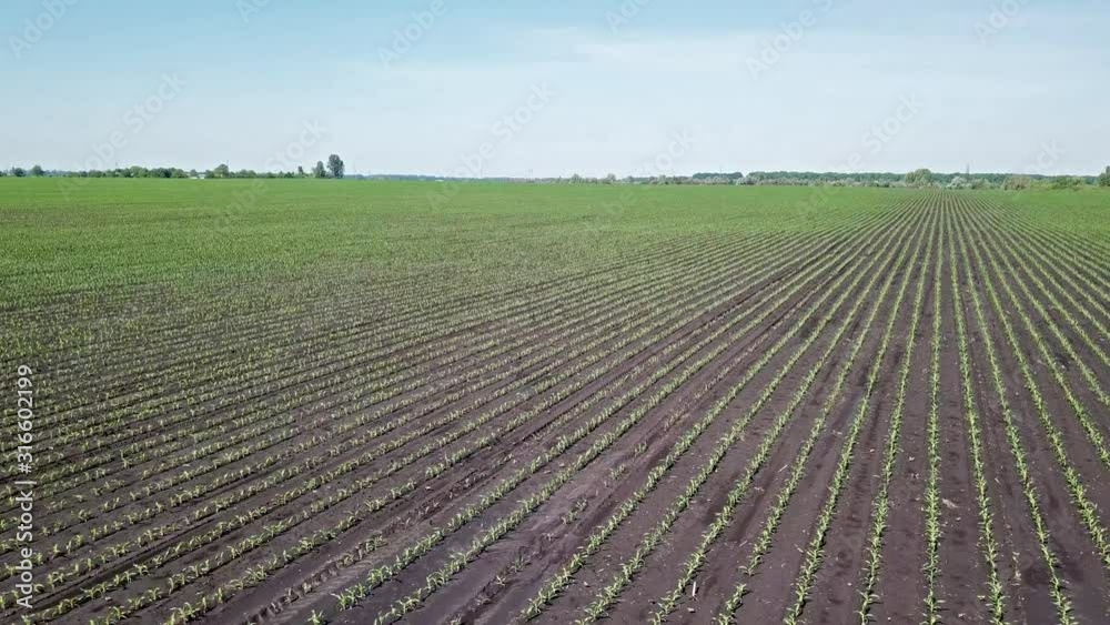 Aerial drone view. Flight over the rising wheat. Aerial drone view. Flight over the rising wheat.