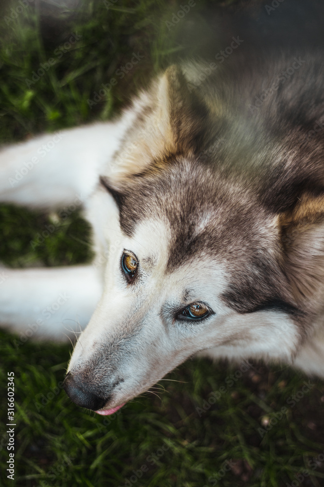 Husky Husky