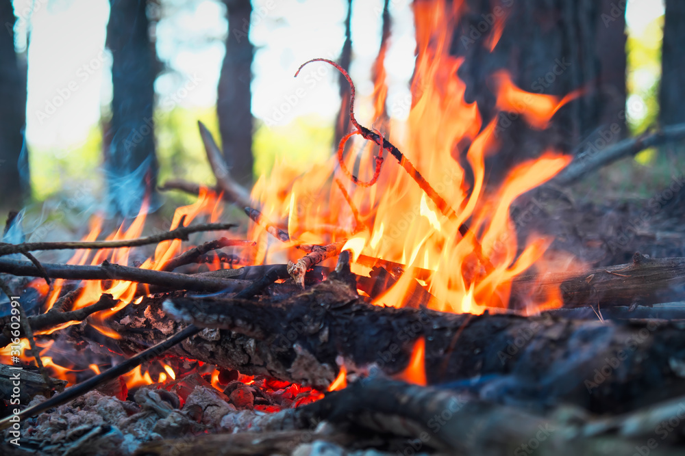 Bonfire (Camp fire) in the forest, touristic view, concept of travel and freedom Bonfire (Camp fire) in the forest, touristic view, concept of travel and freedom