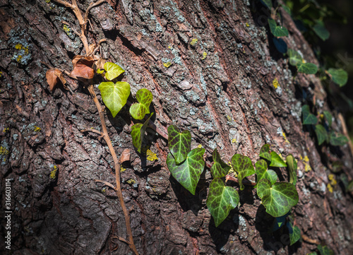 Ivy on tree trunk. Tree bark and leaf. Suitable background for nature-themed ...