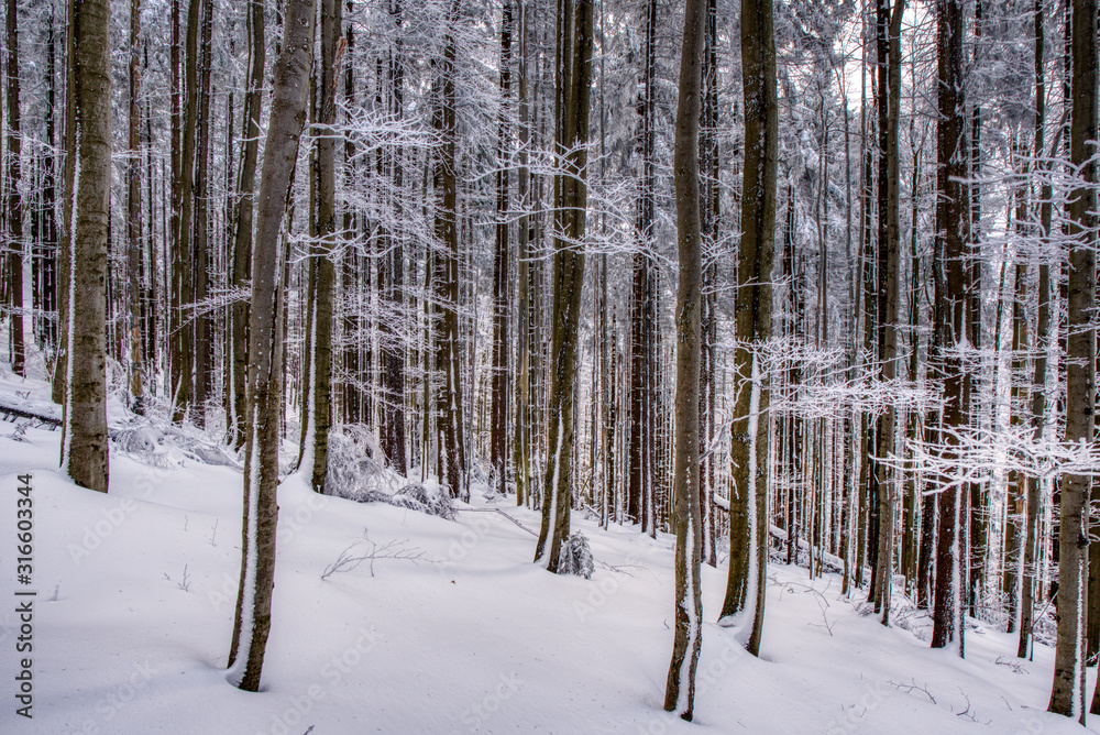 Spruce forest in winter. Winter landscape . czech