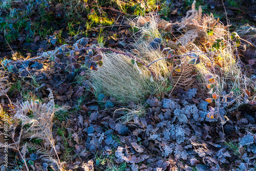 Frosty plants at Chailey Nature reserve in Easst Sussex