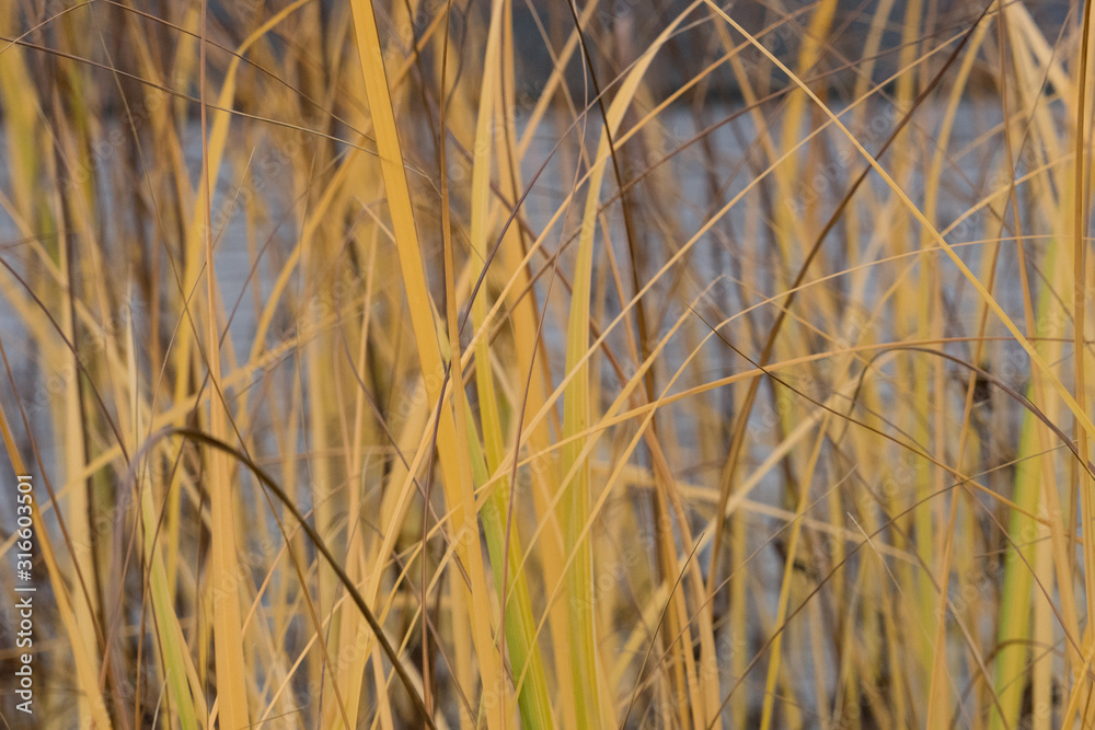 Fototapeta premium Schilfgras - Textur