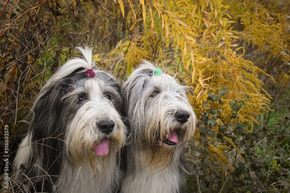 Two Bearded collies are sitting under the yellow flower.  So patient model.