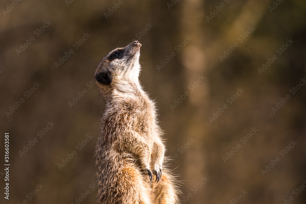 Fototapeta premium Funny image from African nature. Cute Meerkats, Suricata suricatta, sitting in the sand desert. Meerkat from Namibia, Africa. Big family of small cute