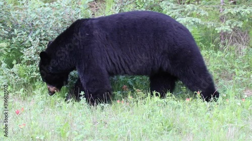 The American black bear is a medium sized bear native to North America. It is the continent's smallest and most widely distributed bear species