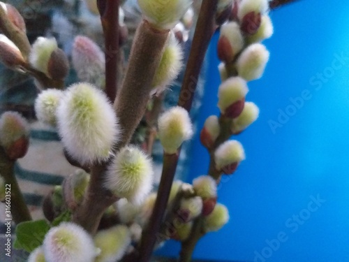 Easter spring background, flowering willow branch natural