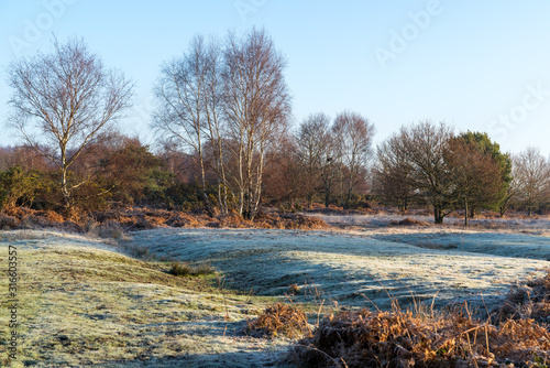 Frosty sunny day at Chailey Nature reserve in Easst Sussex photo