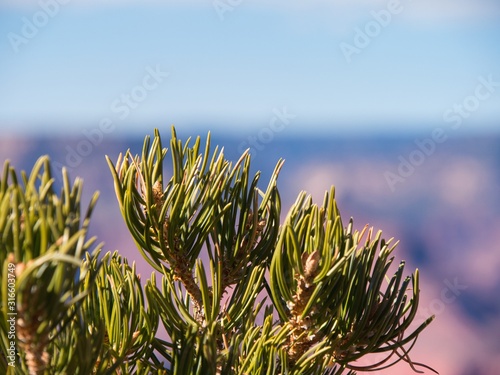 Sunset view of the Grand Canyon from the Hopi point along the South Rim, Arizona landmark. Bokeh blurred background, in focus foreground, great for text or advertising