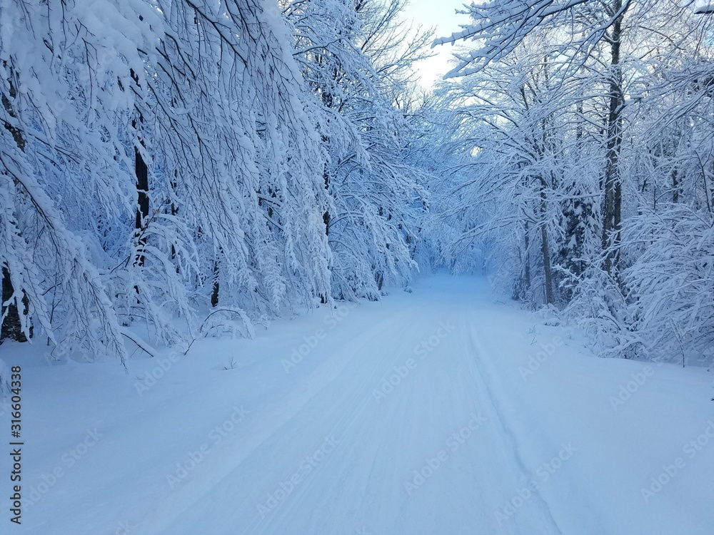 Obraz premium road in winter forest