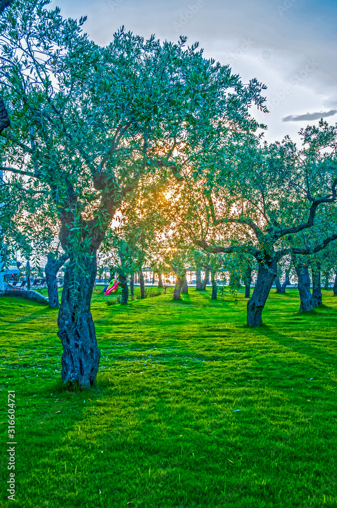 Obraz premium Olive tree orchard