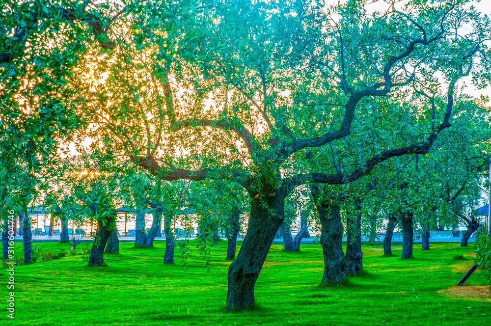 Olive tree orchard