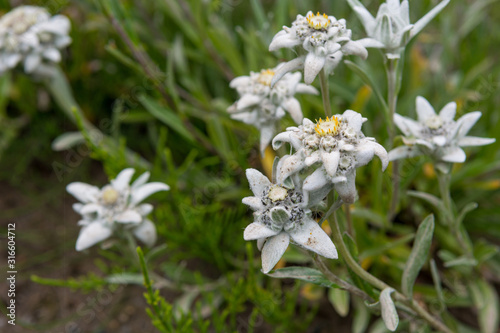 Many edelweiss flowers growing together - symbol of alpinism.