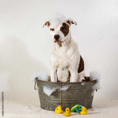 Photography Dog in a Bath Tub With Bubbles