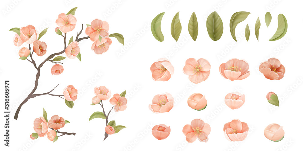 Cherry Flower Set Isolate on White Background. Pink Sakura Blossom, Green Leaves and Branches, Design Elements for Graphic Design Printable Banner, Poster or Flyers Decoration. Vector Illustration - obrazy, fototapety, plakaty 