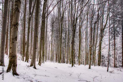 Spruce forest in winter. Winter landscape . czech
