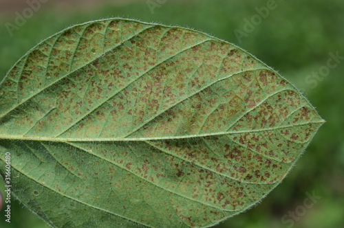 Soy leaf infected with disease