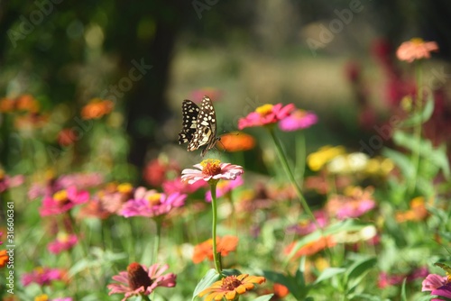 butterfly on flower © เศรษฐยศ แสนสุวรรณศรี