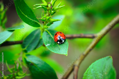  insect in foliage