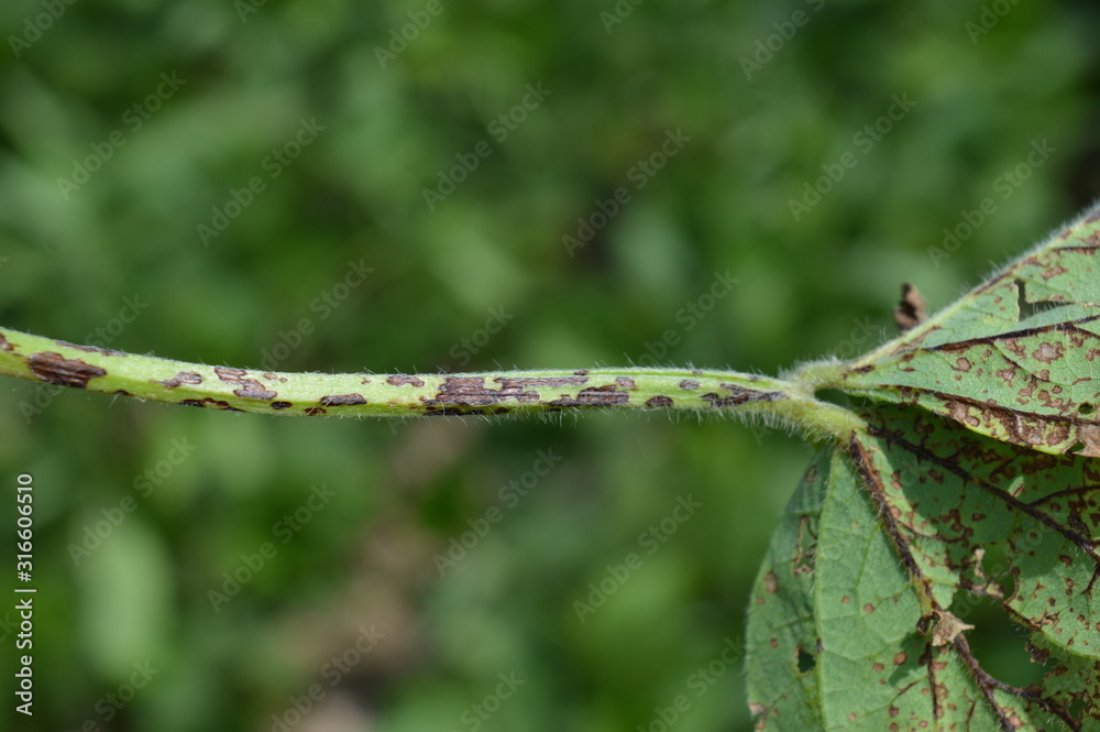 Soybean leaf and stem being infected by anthracnose Soybean leaf and stem being infected by anthracnose