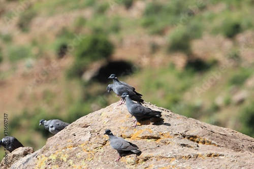  Flock of white collared pigeon, Columba albitorques, on a rock. photo