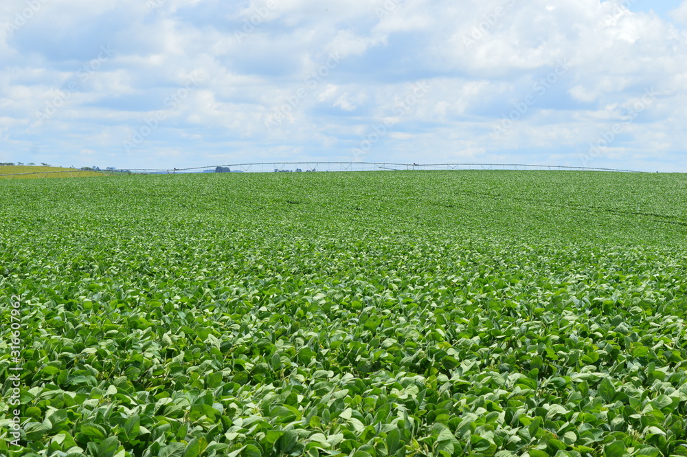 Soybean crop under central pivot irrigation in Brazil
