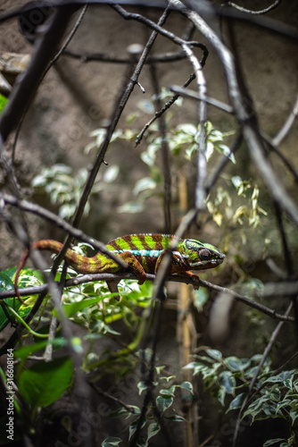 Closeup of panther chameleon lizard iguana green leaves leaf nature natural habitat zoo enclosure pet branches bokeh sharp focus dof