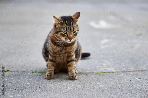 Street tabby cat sits on the street on the pavement.
