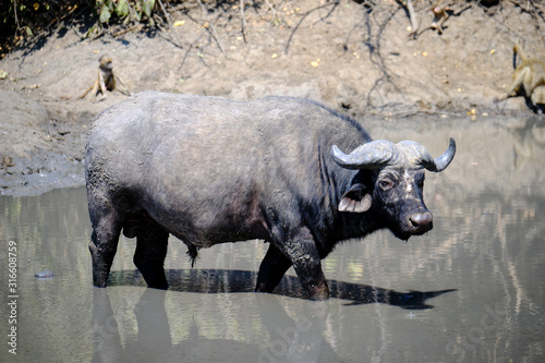 Buffalo in Mana Pools National Park  Zimbabwe