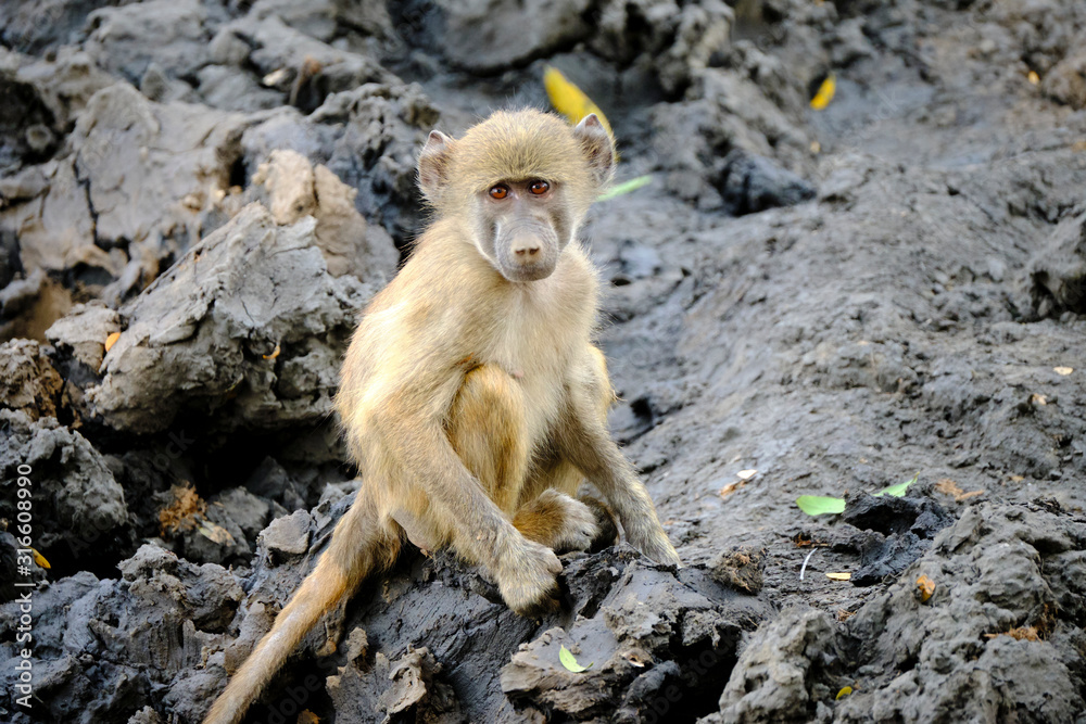 Obraz premium Baby baboon in Mana Pools National Park, Zimbabwe