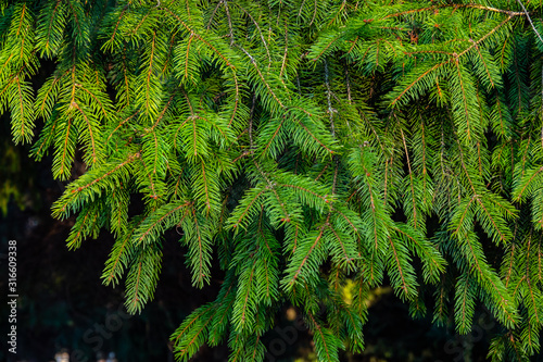 fir branches in the forest