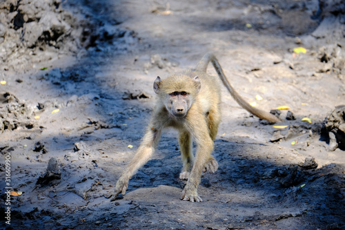 Baby baboon playing in Mana Pools National Park, Zimbabwe