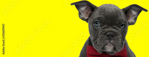 american bully dog wearing red bowtie and looking at camera