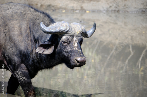 Buffalo in Mana Pools National Park, Zimbabwe