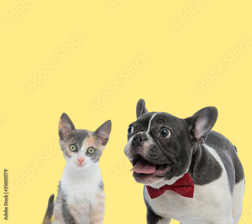 couple of cat and dog sitting with tongue out happy © Viorel Sima