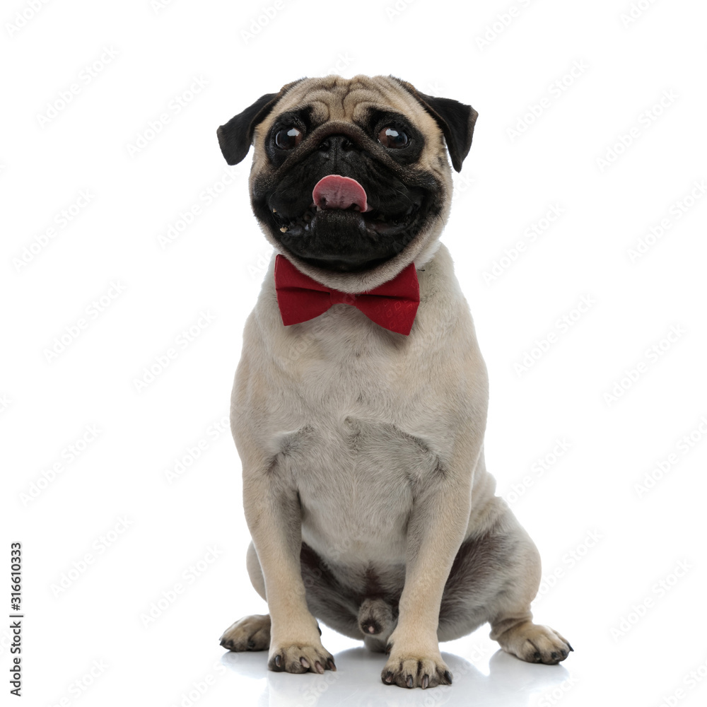 Lovely pug wearing a red bowtie and panting