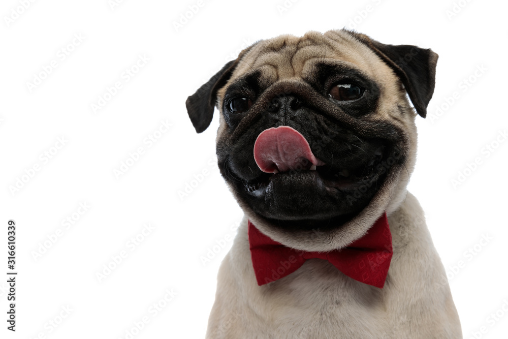 Charming pug wearing a red bow tie and panting
