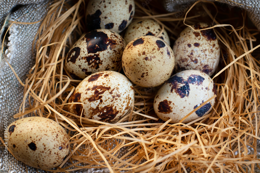 Quail eggs in the nest. Quail. Spring. Easter eggs. Spring Festival. Eggs Nest with eggs. Easter. Quail eggs in the nest. Quail. Spring. Easter eggs. Spring Festival. Eggs Nest with eggs. Easter.