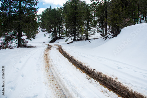 Winter forest landscape with frozen impassable road.