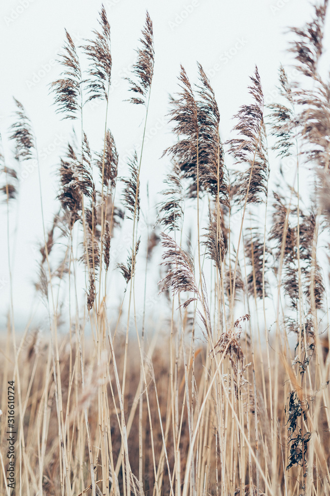 Obraz premium Grass in a field in the wind for a poster