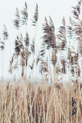 Keuken achterwand Wit Grasveld wuift zacht in wind  © Maksim
