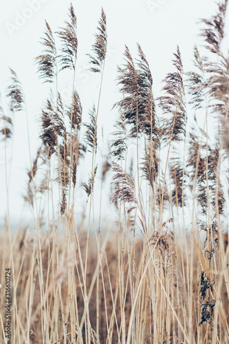 Fototapeta Naklejka Na Ścianę i Meble -  Grass in a field in the wind for a poster