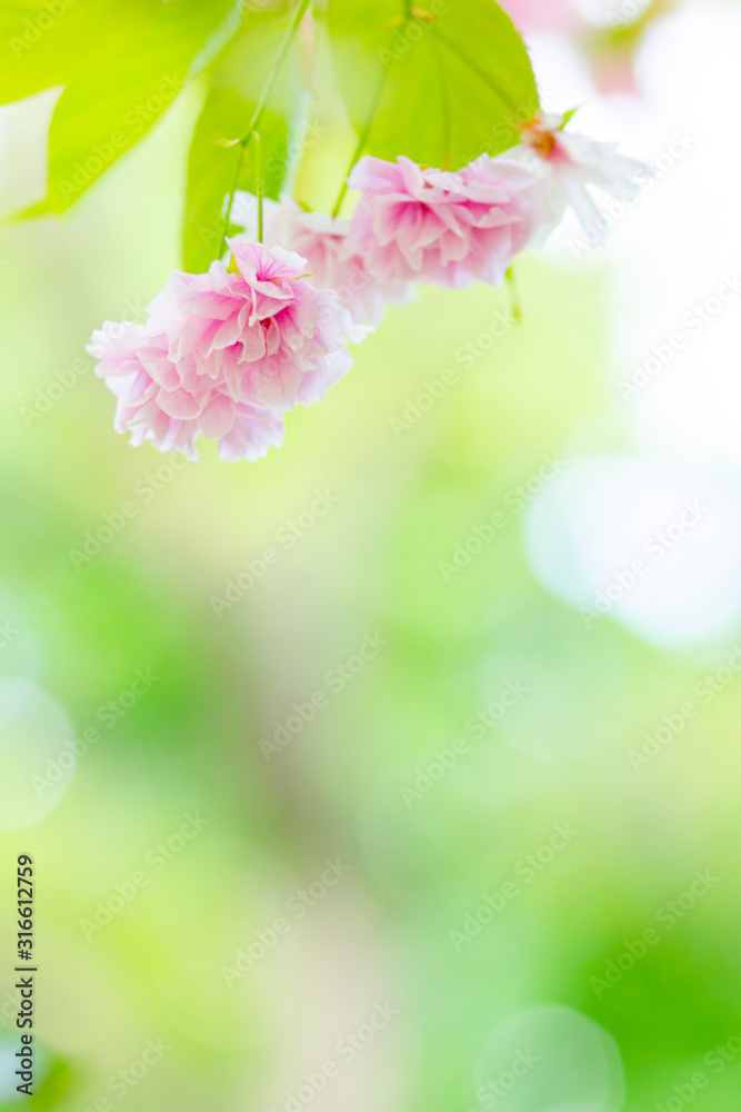 Beautiful pink cherry blossom (Sakura) flower. Soft focus cherry blossom or sakura flower on blurry background. Sakura and green leaves in the sun. Copy space