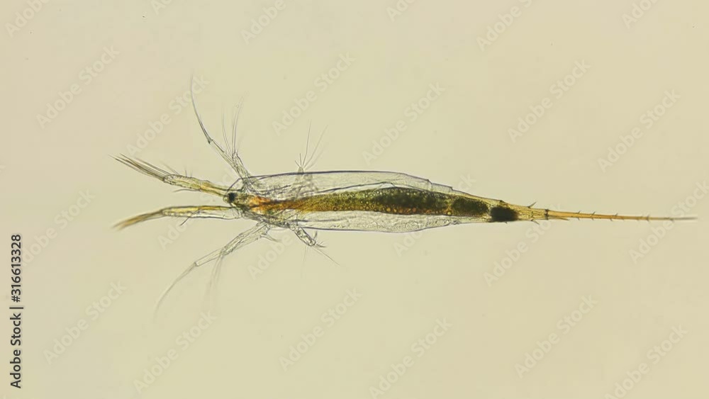larvae nauplios Copepoda inder microscope, family Pontellidae, order Calanoida, prevail in plankton in many parts of the world's oceans, many commercial fish depend on them in their diet larvae nauplios Copepoda inder microscope, family Pontellidae, order Calanoida, prevail in plankton in many parts of the world's oceans, many commercial fish depend on them in their diet