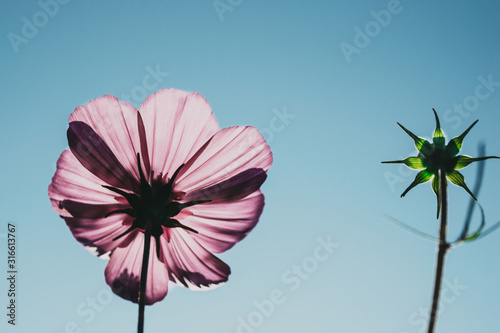 pink flower on blue sky background